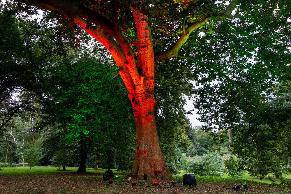 Lichtfestival Schloß Dyck Sprechender Baum
Marianne
Schlüsselwörter: 2021