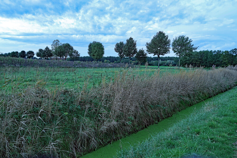 Nationalpark De Meinweg "Kanal unwirklich grün"
Elise
Schlüsselwörter: 2022