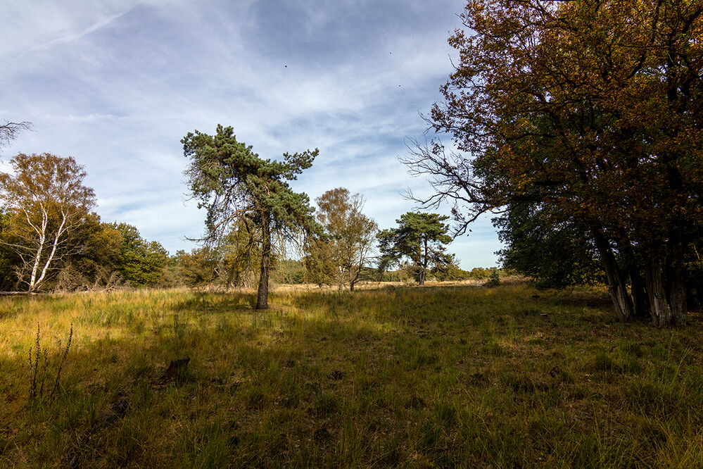 Nationalpark De Meinweg "Kiefer"
Marianne
Schlüsselwörter: 2022