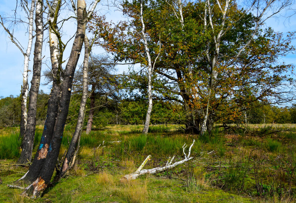 Nationalpark De Meinweg "Laubbaum"
Verena
Schlüsselwörter: 2022