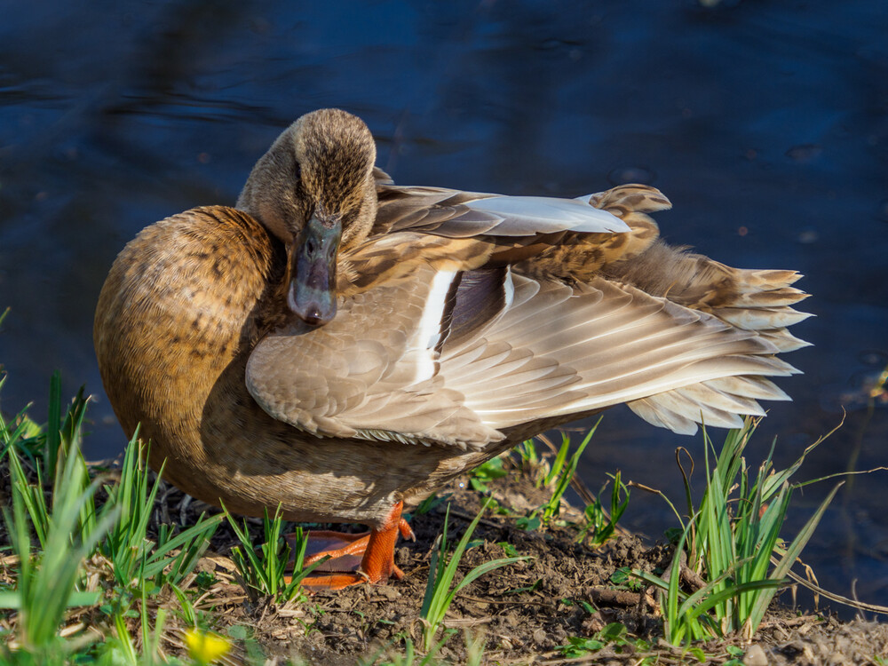 Linn "Ente"
Gerd
Schlüsselwörter: 2022