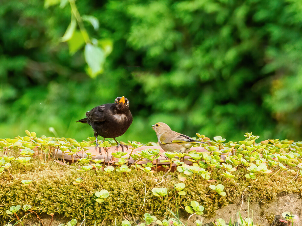 Gestatten, Amsel
Gerd
Schlüsselwörter: 2023