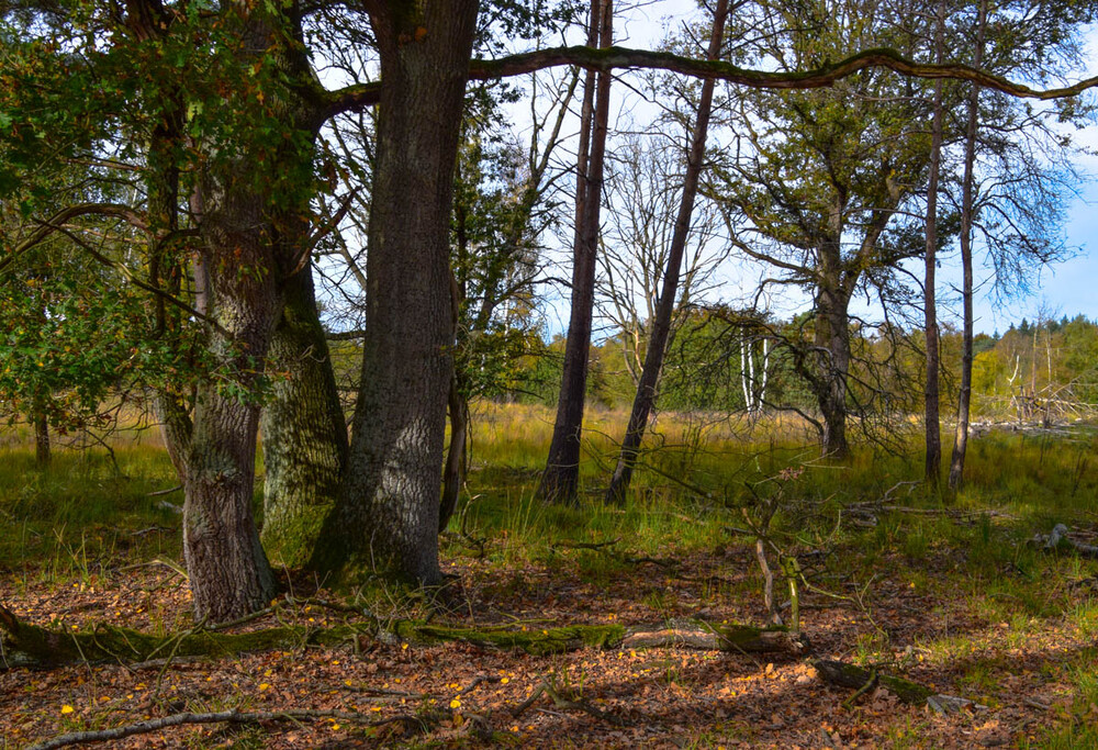 Nationalpark De Meinweg "Laubboden"
Verena
Schlüsselwörter: 2022