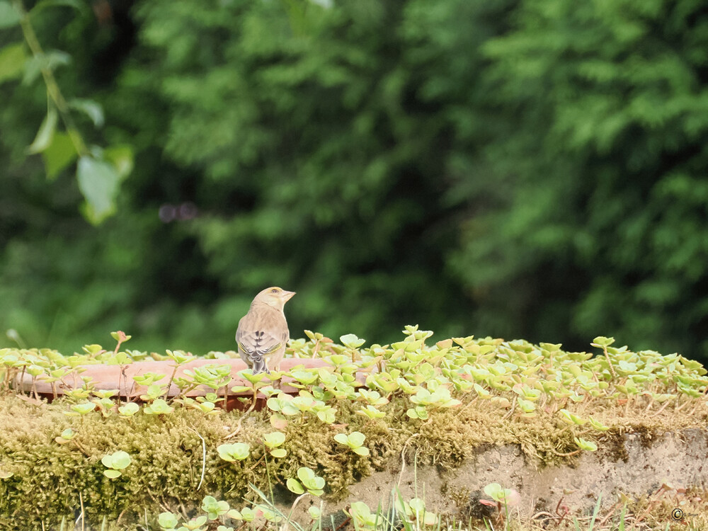 Der Amsel glaubt auch Alles
Gerd
Schlüsselwörter: 2023