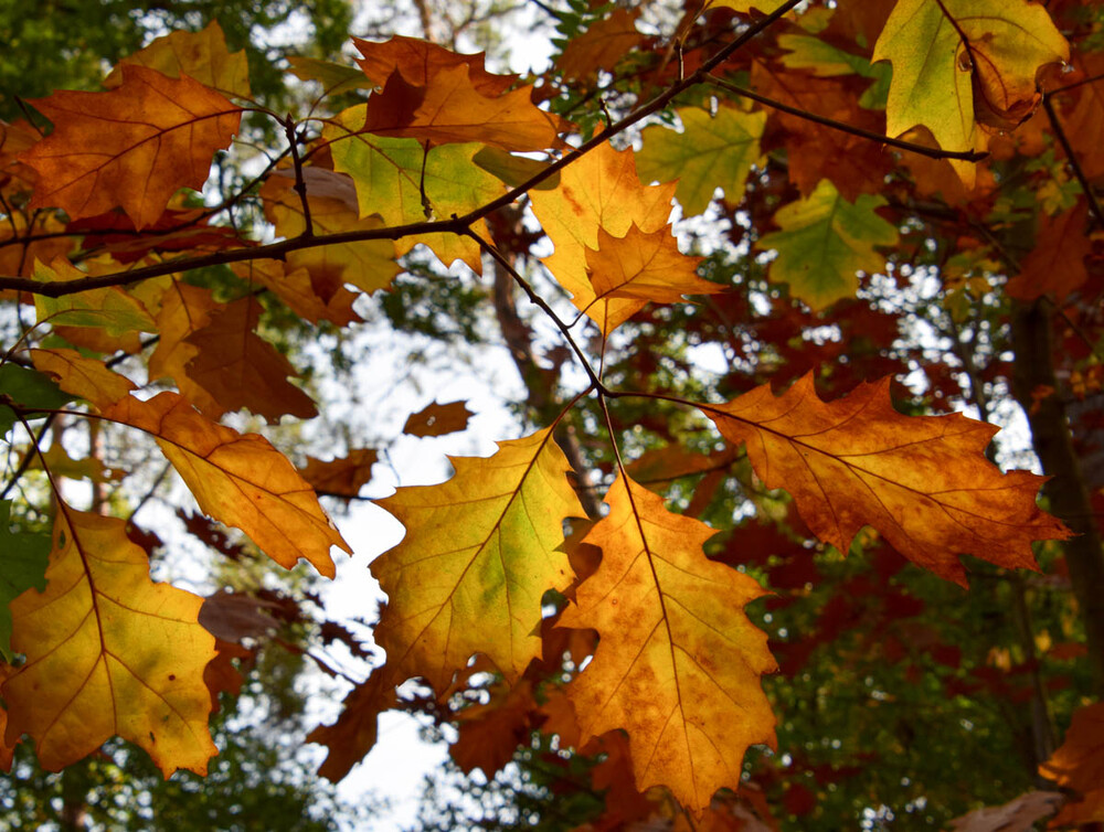 Nationalpark De Meinweg "Herbstblätter"
Verena
Schlüsselwörter: 2022