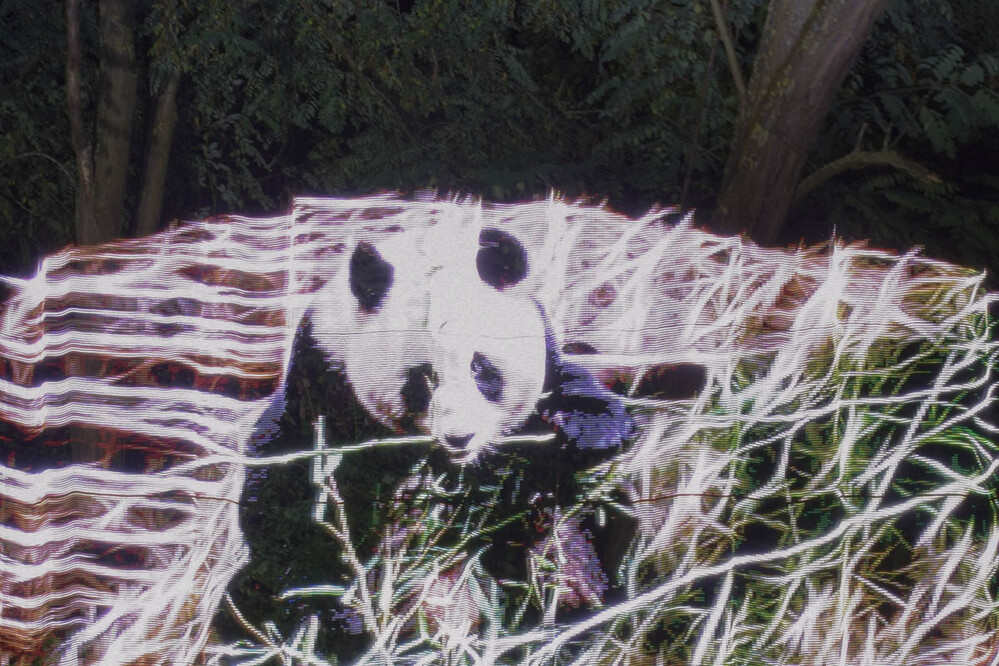 Panda im Nest
Karl-Heinz
Schlüsselwörter: 2021