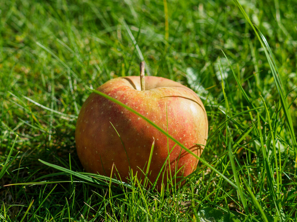 Herbstlich "Boskopzeit"
Gerd
Schlüsselwörter: 2021