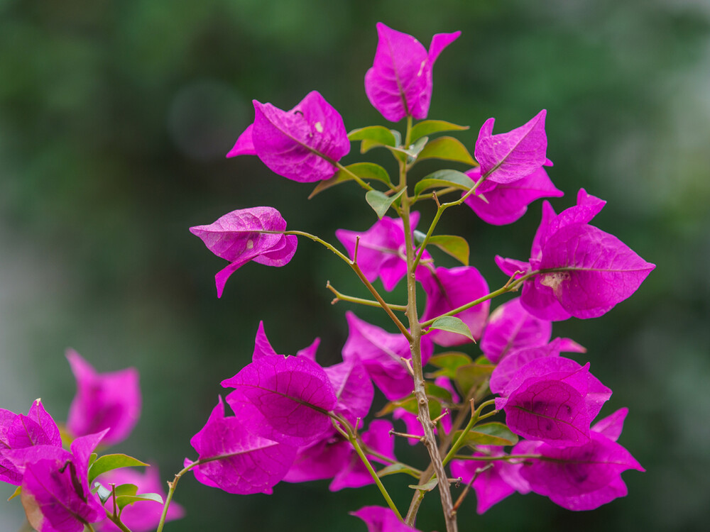 Alles was blüht "Bougainvillea"
Gerd
Schlüsselwörter: 2021