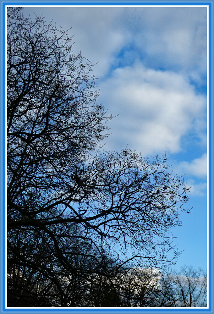 Bäume und Sträucher "Baum bei der blauen Stunde"
Elise
Schlüsselwörter: 2023