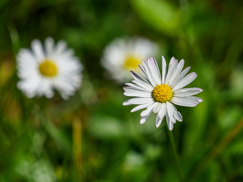 Alles was blüht "Gemeines Gänseblümchen"
Gerd
Schlüsselwörter: 2021