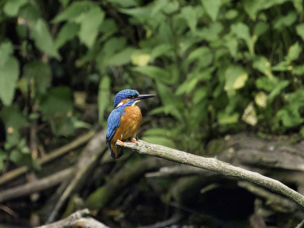 Tiere "Aufmerksam"
Gerd
Schlüsselwörter: 2021