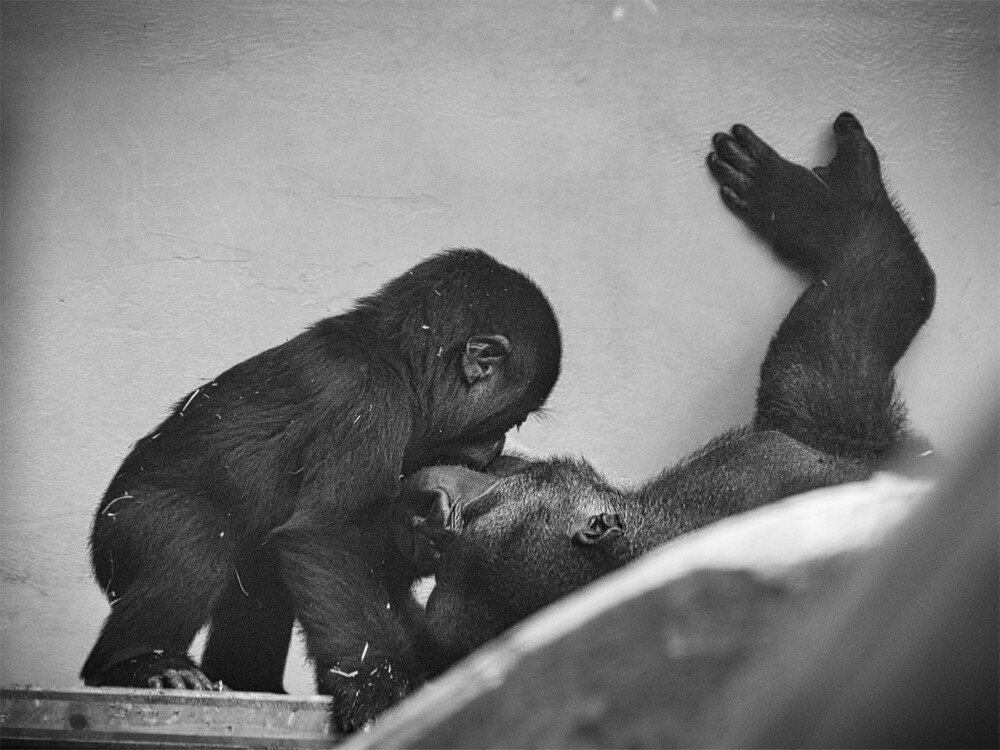 Tiere "Zoo Krefeld Affenliebe"
Gerd
Schlüsselwörter: 2022