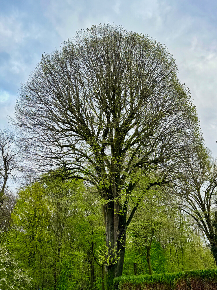Hochformat "Baum"
Gerd
Schlüsselwörter: 2024