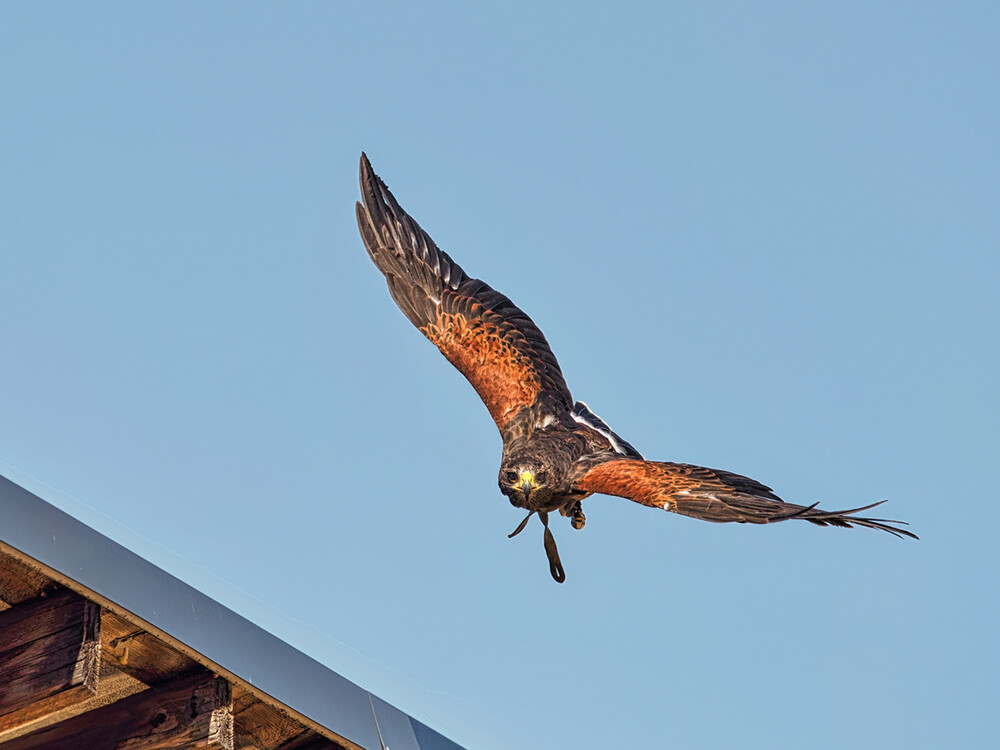 Tiere "Falknerei Pierre Schmidt Bussard"
Gerd
Schlüsselwörter: 2022