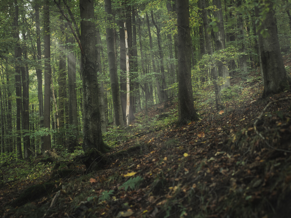 Naturaufnahmen "Dark Moody Look"
Gerd
Schlüsselwörter: 2024