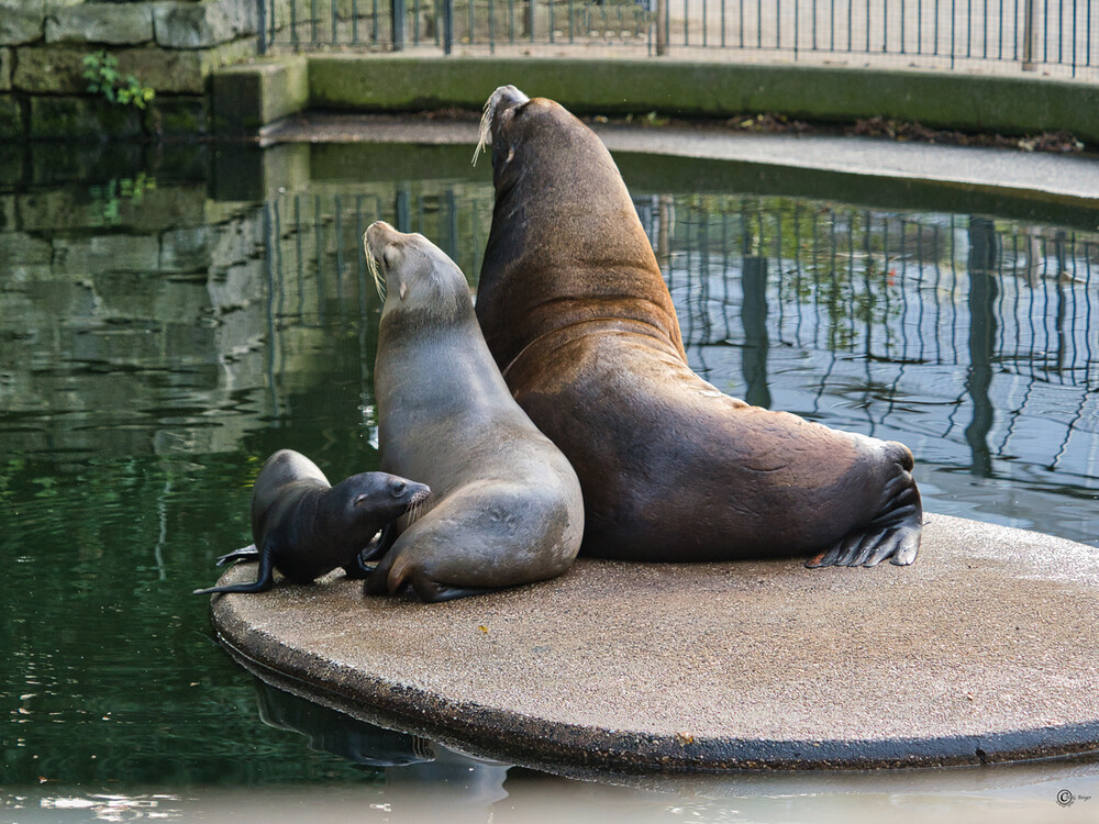 Frei "Krefeld Zoo Babyboom"
Gerd
Schlüsselwörter: 2023