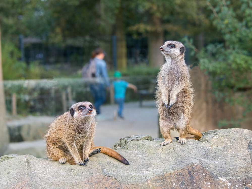 Frei "Krefeld Zoo Gleichgültig"
Gerd
Schlüsselwörter: 2023