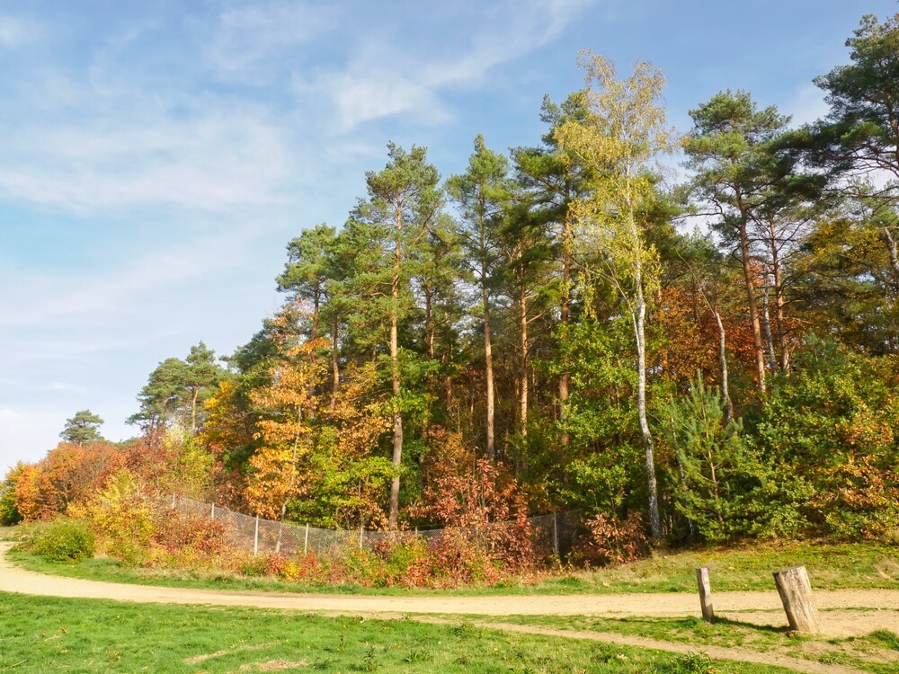 Landschaften "Mischwald"
Gerd
Schlüsselwörter: 2022