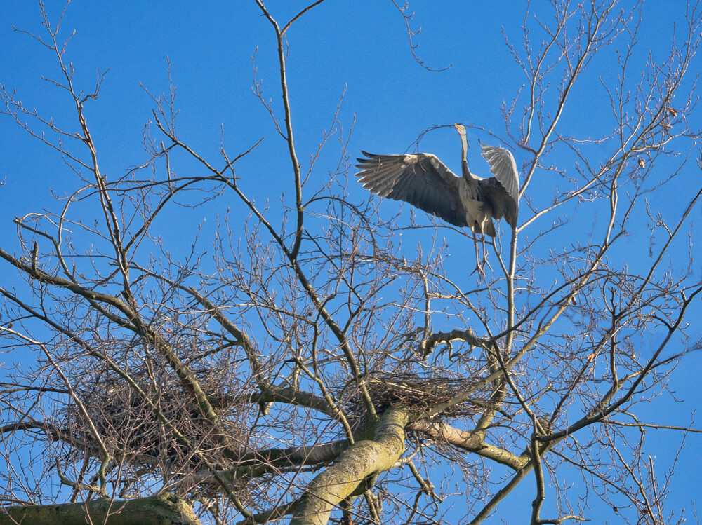 Nichts ist perfekt "Nicht einmal das Nest"
Gerd
Schlüsselwörter: 2023