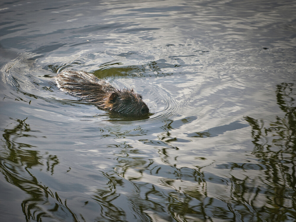 Tiere "Nutria"
Gerd
Schlüsselwörter: 2022