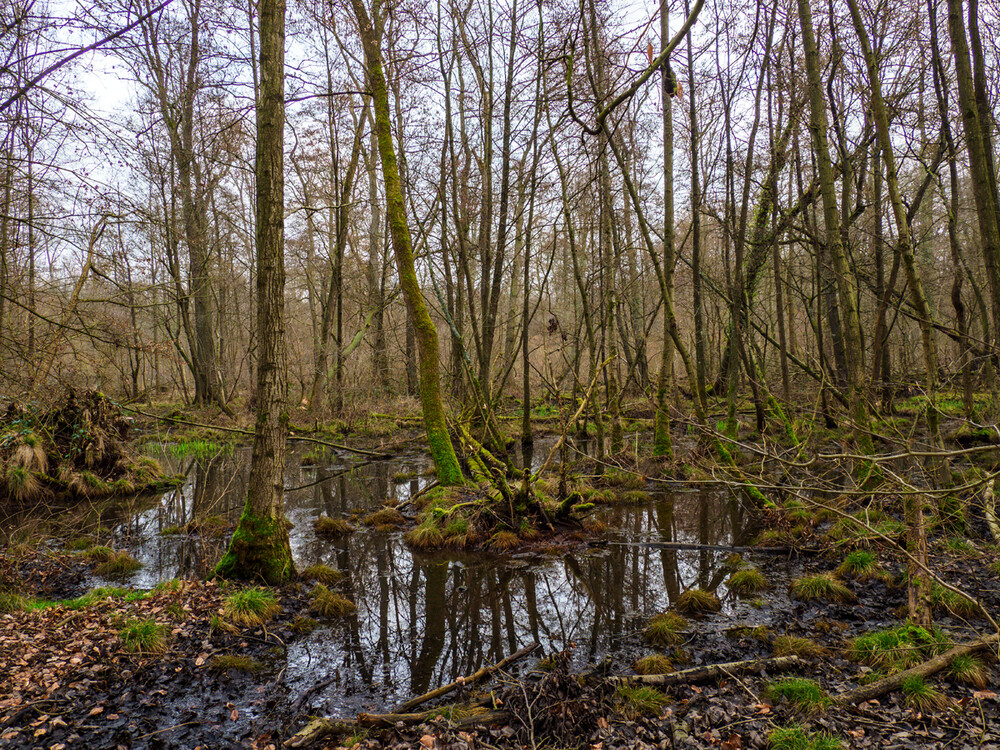 Bäume und Sträucher "Regenwald"
Gerd
Schlüsselwörter: 2023