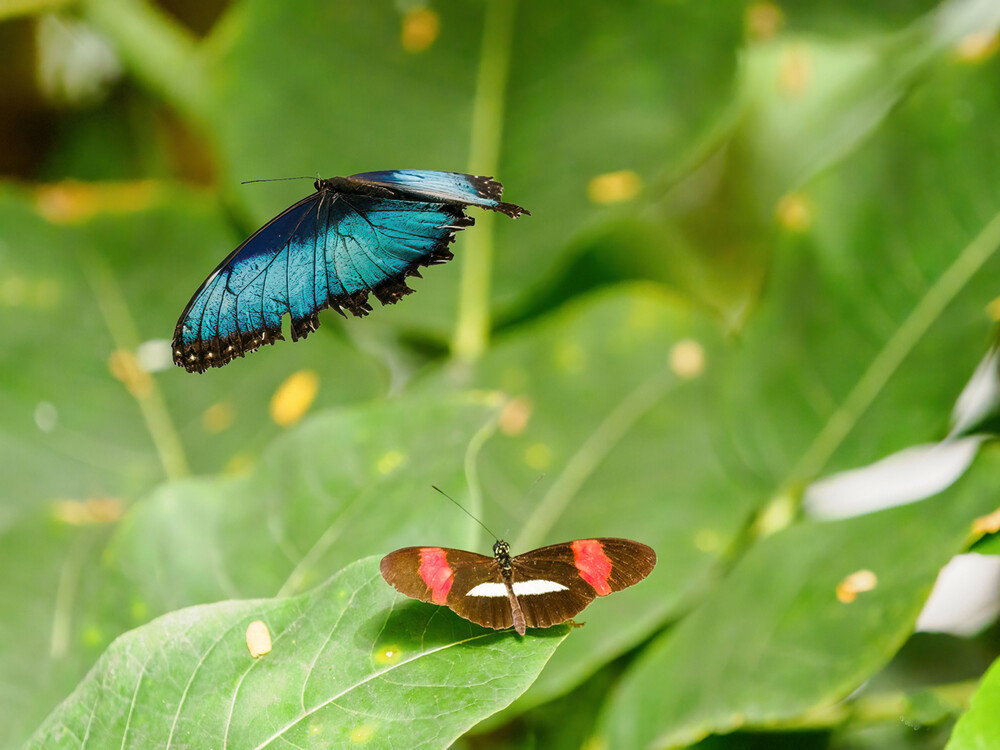 Tiere "Zoo Krefeld Blauer Morpho"
Gerd
Schlüsselwörter: 2022