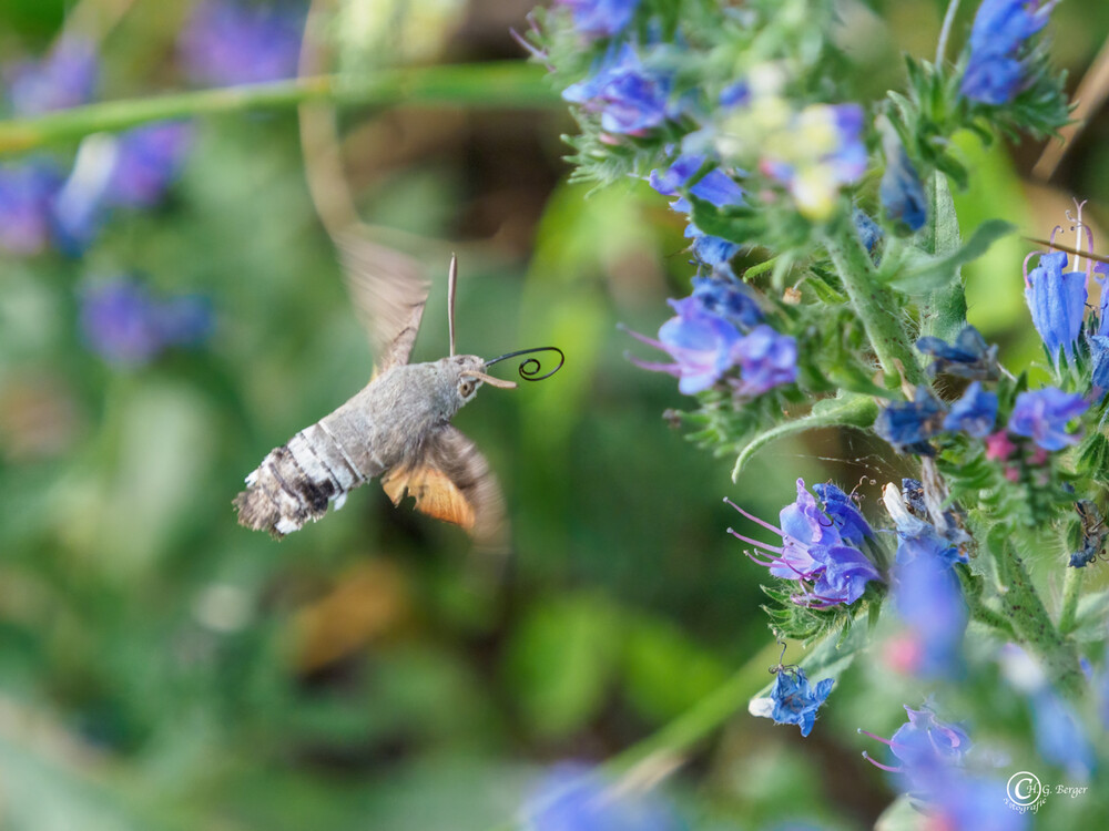 Taubenschwänzchen Schmetterling oder Kolibri
Gerd
Schlüsselwörter: 2033