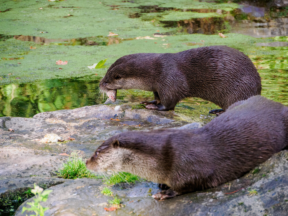 Tiere "Zoo Krefeld Fischotter"
Gerd
Schlüsselwörter: 2022