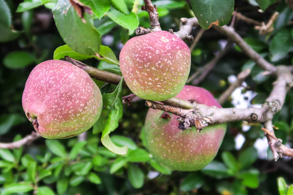 Obst und Gemüse "Äpfel vorher"
Verena
Schlüsselwörter: 2021