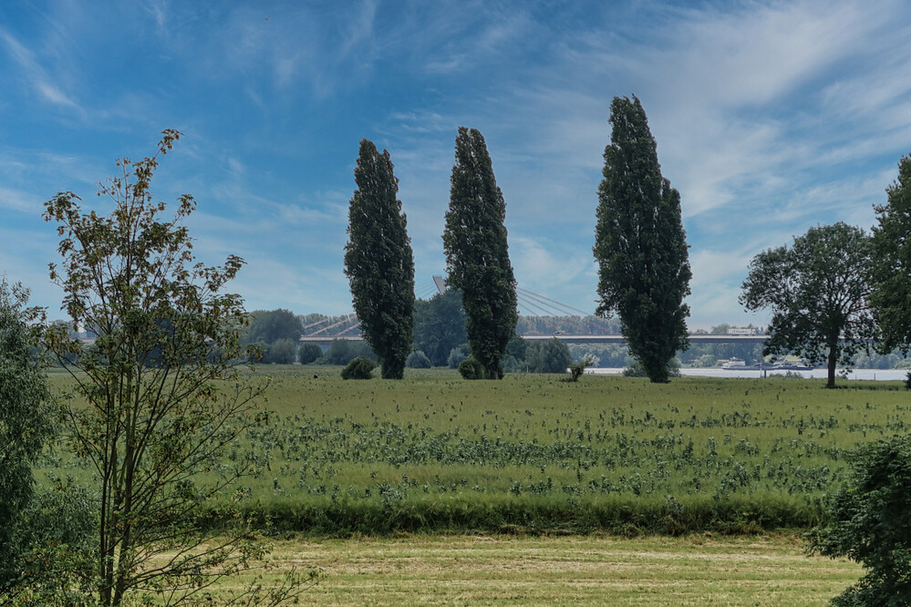 Kaiserswerth Drei Bäume
Karl-Heiz
Schlüsselwörter: 2024