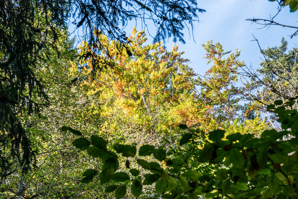 Herbstlich "Herbstblätter"
Karl-Heinz
Schlüsselwörter: 2021