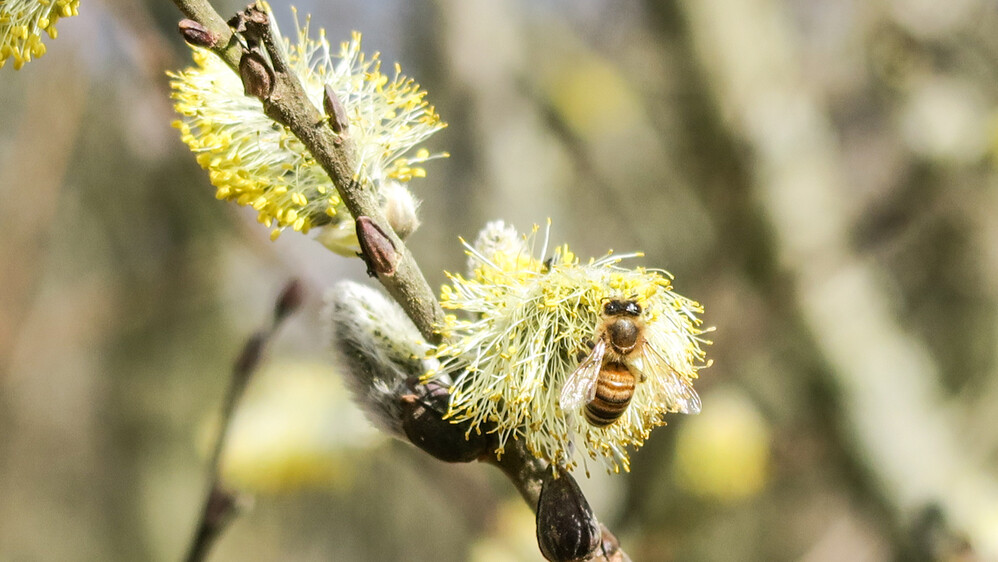 Frühlingserwachen "Bienchen"
Karl-Heinz
Schlüsselwörter: 2021