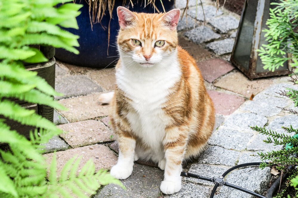 Tiere "Katzenportrait"
Karl-Heinz
Schlüsselwörter: 2021