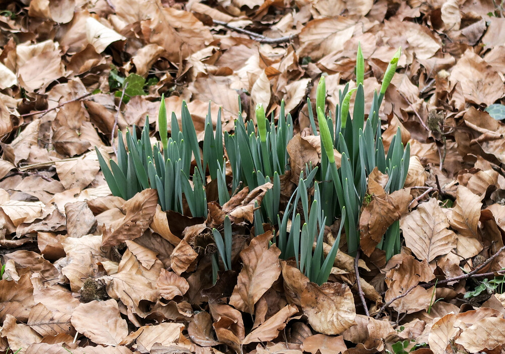 Frühlingserwachen "noch zu früh"
Karl-Heinz
Schlüsselwörter: 2021