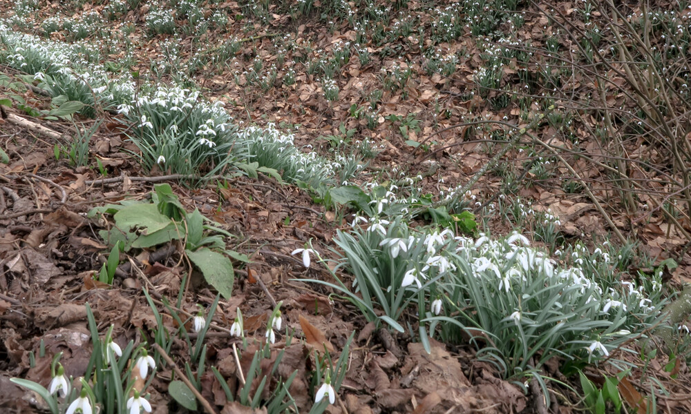 Frühlingserwachen "Schneeglöckchen"
Karl-Heinz
Schlüsselwörter: 2021