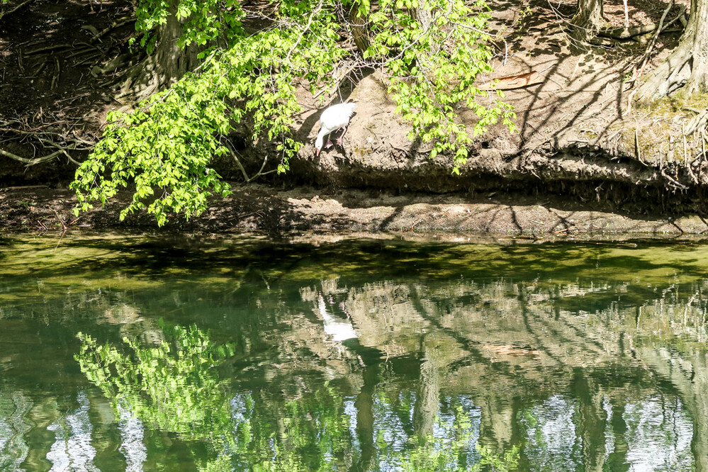 Spiegelung "Gröne Meerke"
Karl-Heinz
Schlüsselwörter: 2021