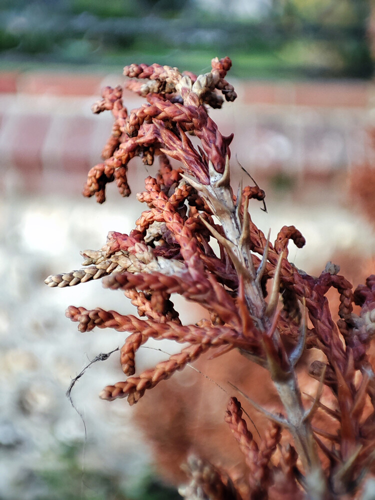 Herbstliches Stillleben "Herbst"
Manni
Schlüsselwörter: 2023