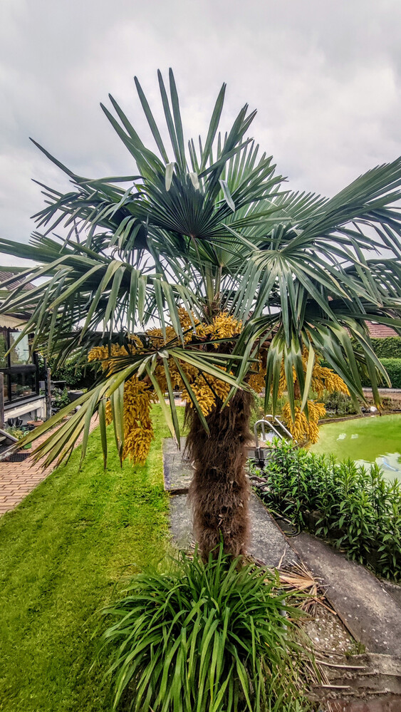 Frei "Palmenblüte"
Manni
Schlüsselwörter: 2023