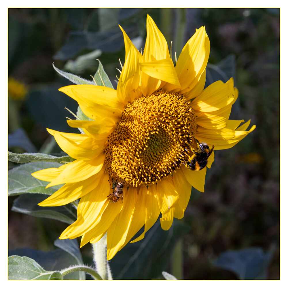 Tiere "Sonnenblume mit Insekten"
Marianne
Schlüsselwörter: 2022