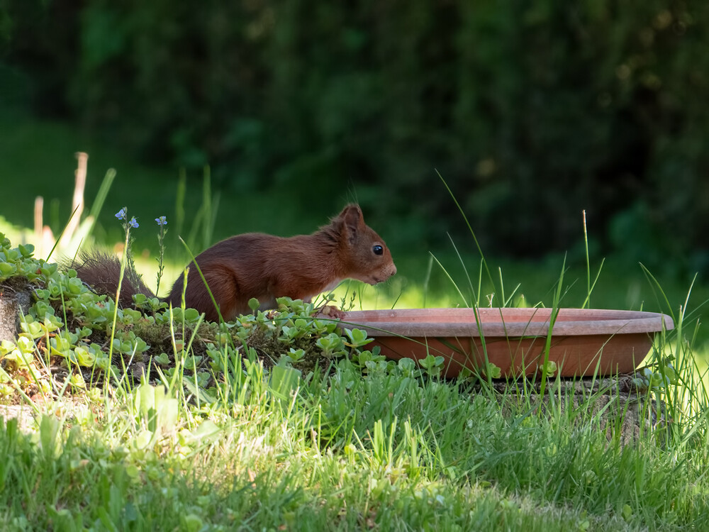 Tiere "An der Tränke"
Berd
Schlüsselwörter: 2021