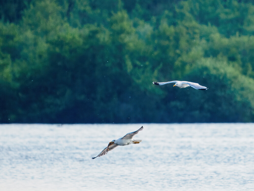 Tiere "gib sofoooort den Fisch her"
Gerd
Schlüsselwörter: 2021