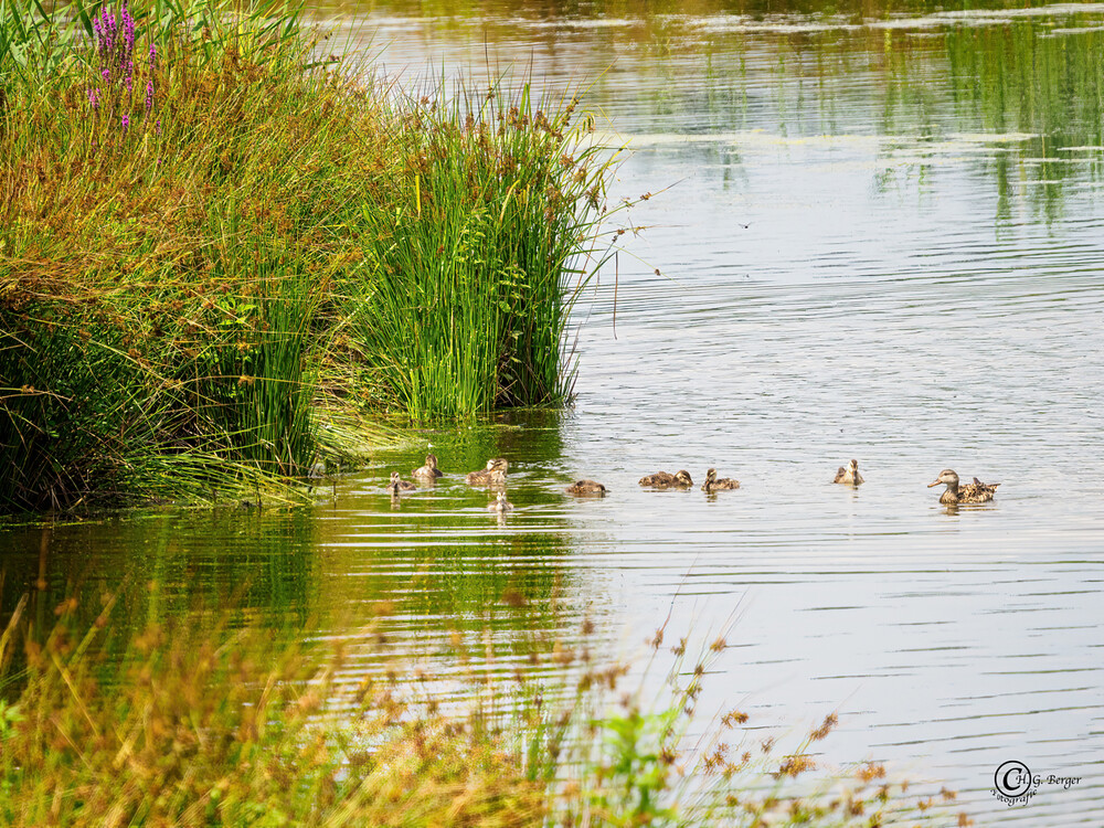 Seenlandschaft mit Entchen
Gerd
Schlüsselwörter: 2021