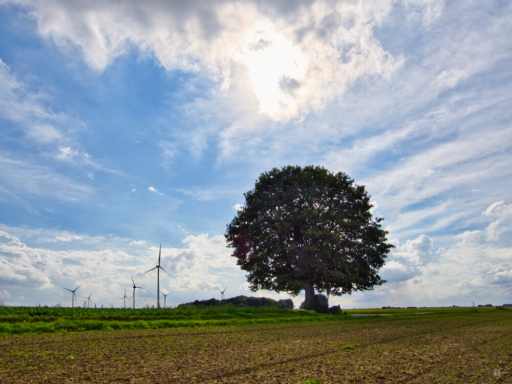 Ein Baum
Gerd
Schlüsselwörter: 2023