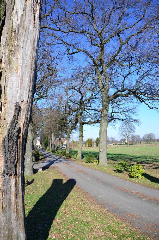 Bäume und Sträucher "Allee mit Schatten"
Perla
Schlüsselwörter: 2023