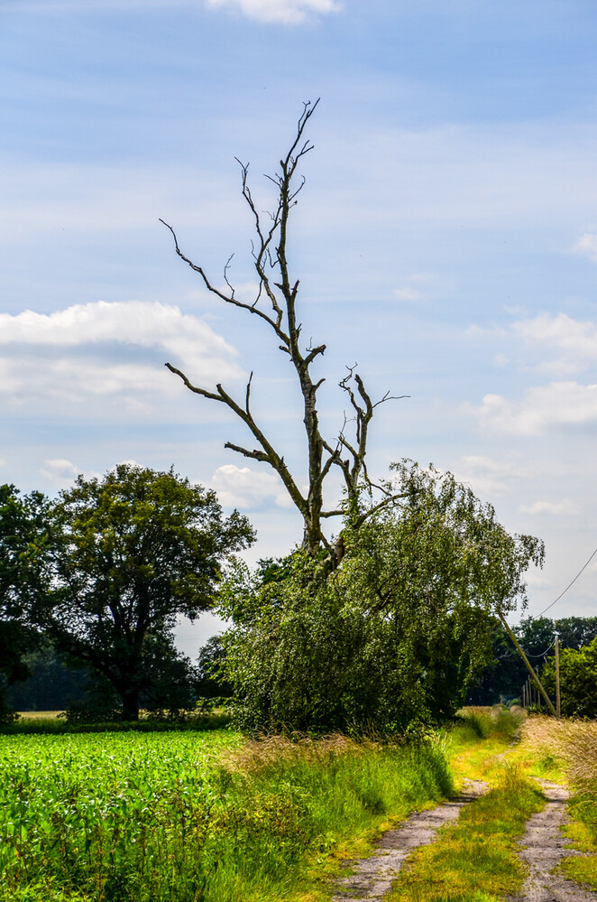 Naturaufnahmen "Feldweg"
Perla
Schlüsselwörter: 2024