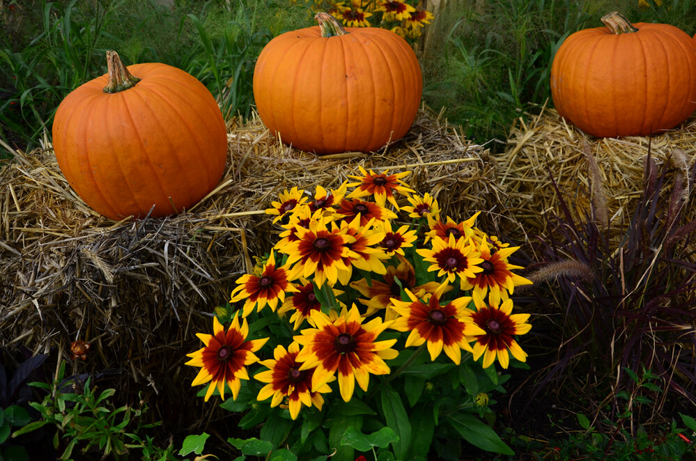 Herbstliches Stillleben "Kürbisse"
Perla
Schlüsselwörter: 2023