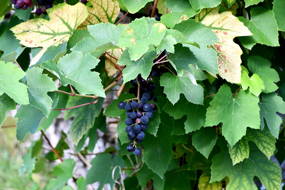 Herbstliches Stillleben "Rebe"
Perla
Schlüsselwörter: 2023