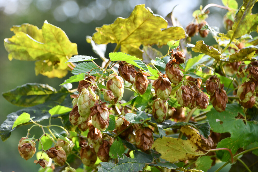 Herbstliches Stillleben "Hopfen"
Roland
Schlüsselwörter: 2023