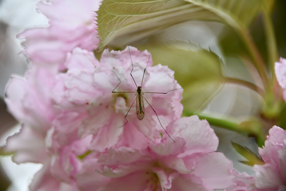 Nahaufnahmen "Insekt auf Blüte"
Roland
Schlüsselwörter: 2023