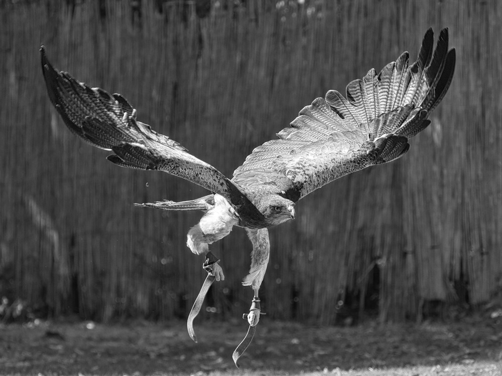 Tiere "Falknerei Pierre Schmidt Bussard 2"
Gerd
Schlüsselwörter: 2022